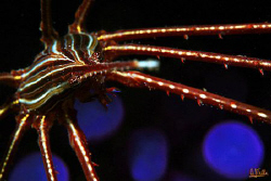 Disco crab!!! Arrow crab in front of an anemone. I adjust... by Arthur Telle Thiemann 